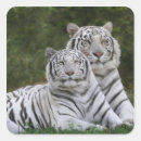 Zoek naar witte tijger stickers Dier