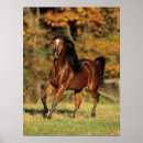 Zoek naar autonome posters Paard