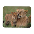 Zoek naar de lion magneten Wilde dieren