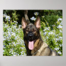 Zoek naar duitse herder kunst Bloemen