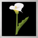 Zoek naar calla lilies kunst Bloemen