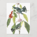 Zoek naar vogeltjes briefkaarten Vogels