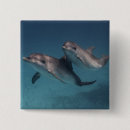 Zoek naar dolfijnen buttons Natuur