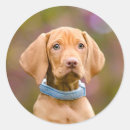 Zoek naar magyar vizsla stickers Hond