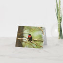 Zoek naar hummingbird notitiekaarten Wilde dieren