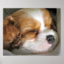 Zoek naar cavalier king charles spaniel puppy posters Schattig