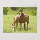 Zoek naar afbeeldingen paarden briefkaarten Wild west