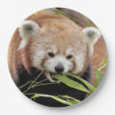 Zoek naar panda papieren bordjes Kawaï