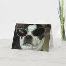 Zoek naar boston terriers kaarten Voor hem