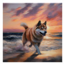 Zoek naar akita hond posters Zonsondergang