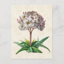 Zoek naar frangipani briefkaarten Tropisch