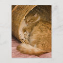 Zoek naar wasmand posters Schattig