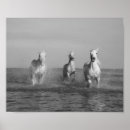 Zoek naar mooi paard kunst Fotografie