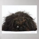 Zoek naar pekingese kunst Zwart