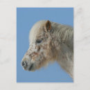 Zoek naar horse briefkaarten Ruitsport