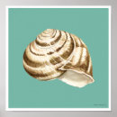 Zoek naar sépia posters Conch
