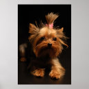 Zoek naar yorkshire terrier kunst Dieren