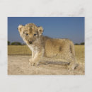 Zoek naar panthera leo briefkaarten Close up