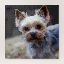Zoek naar yorkshire terrier puzzels Natuur