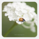 Zoek naar macro stickers Natuur