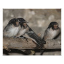 Zoek naar wilde vogel posters Natuur
