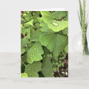 Zoek naar ginkgo bladeren kaarten Boom