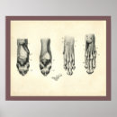 Zoek naar dog paw kunst Canine