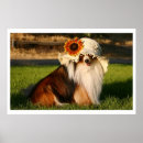 Zoek naar lassie hond posters Shetland sheepdog