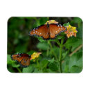 Zoek naar macro magneten Vleugels