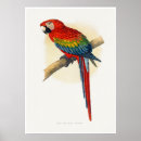 Zoek naar rode ara posters Vogel