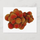 Zoek naar microscopisch briefkaarten Microbe