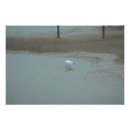 Zoek naar waadvogel posters Egret