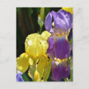 Zoek naar iris briefkaarten Geel