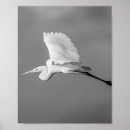 Zoek naar hérons kunst Vogel