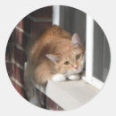 Zoek naar oranje kat stickers Voor iedereen