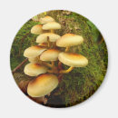 Zoek naar mushroom magneten Schimmels