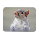 Zoek naar grijze eekhoorn magneten Grijs