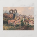 Zoek naar sheep briefkaarten Antiek