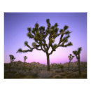 Zoek naar zonnebrand posters Schemering