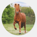 Zoek naar ijslandse stickers Dier