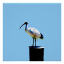 Zoek naar olieverf posters Vogel
