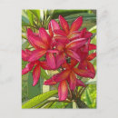 Zoek naar plumeria briefkaarten Hawaii