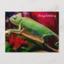 Zoek naar kameleon briefkaarten Hagedis