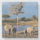 Zoek naar afrikaanse onderzetters Kleurfoto