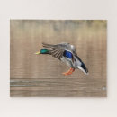 Zoek naar wilde eend puzzels Water