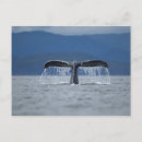 Zoek naar whale briefkaarten Illustratie