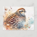 Zoek naar kwartels briefkaarten Bobwhite