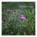 Zoek naar asters posters Natuur