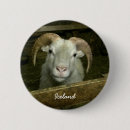 Zoek naar schaap buttons Boerderij