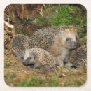 Zoek naar baby egel onderzetters Wilde dieren